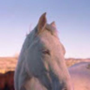 Meet your Posher, Halle